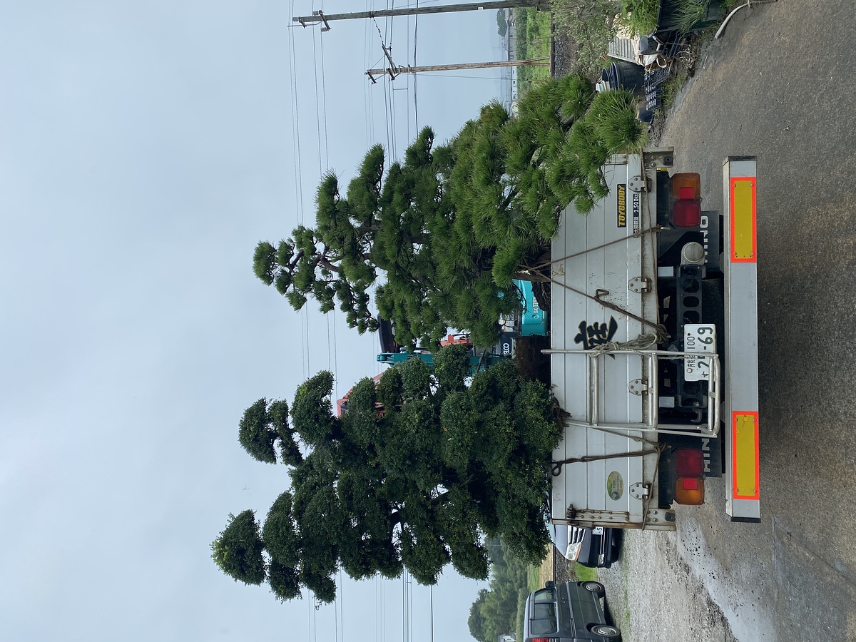 株立ち ソテツ 約:50cm 【sago palm/蘇鉄/そてつ/ヤシの木/庭木/株